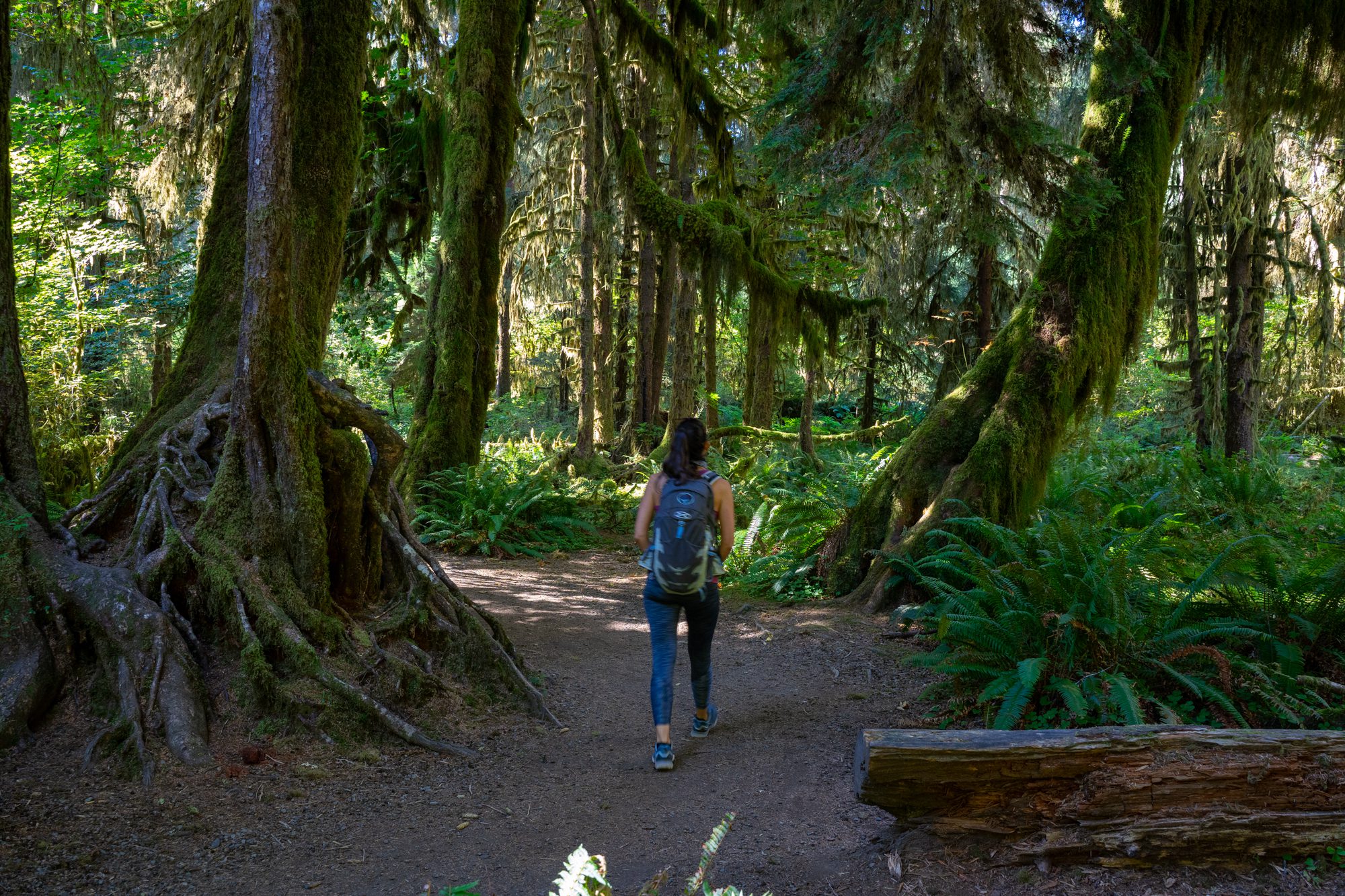 Hiking Hoh Rainforest