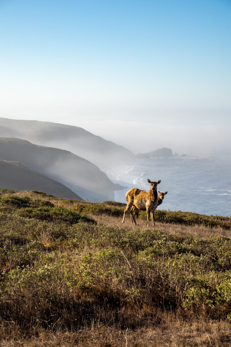The 8 Best Things to Do in Point Reyes, California