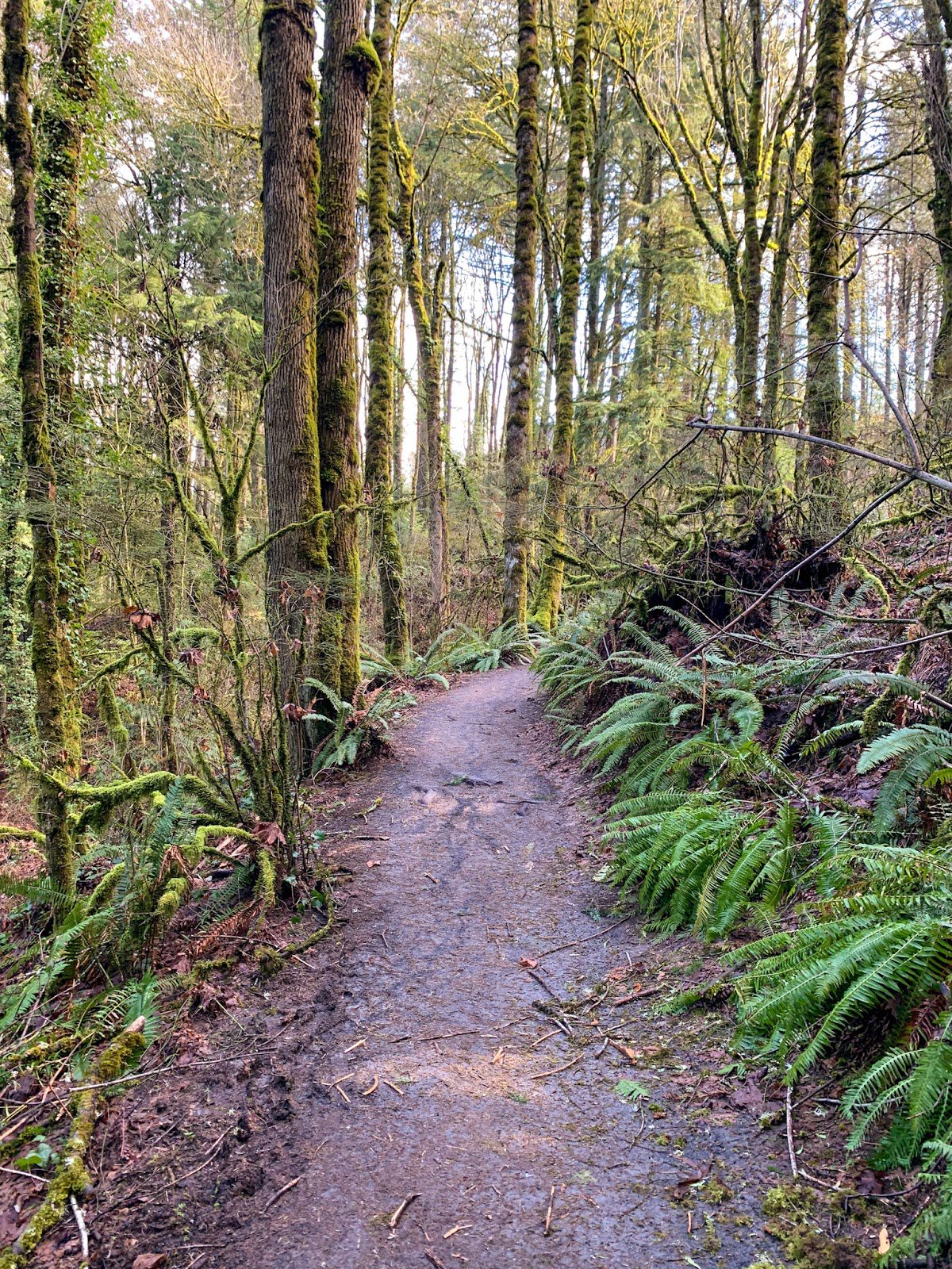 The 12 Best Hikes Near Portland A Complete Hiking Guide