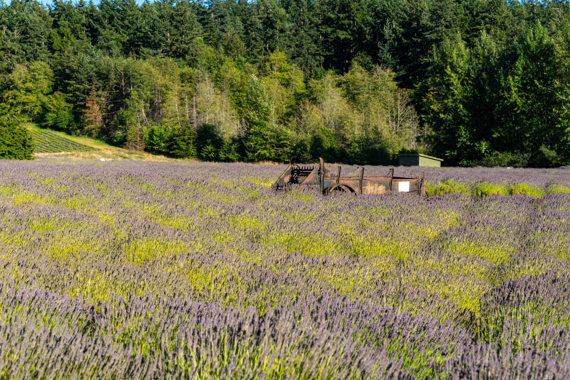 12 Amazing Things To Do On San Juan Island