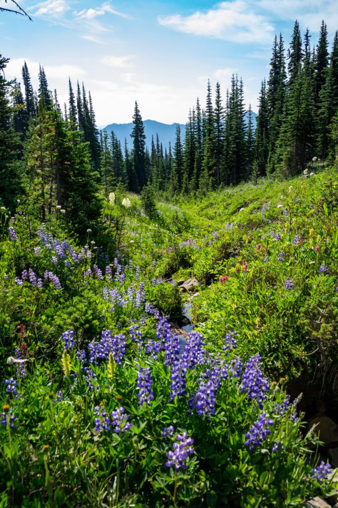 Best Times of Year to Visit Mt. Rainier - Shutter Tours ®Shutter Tours ®