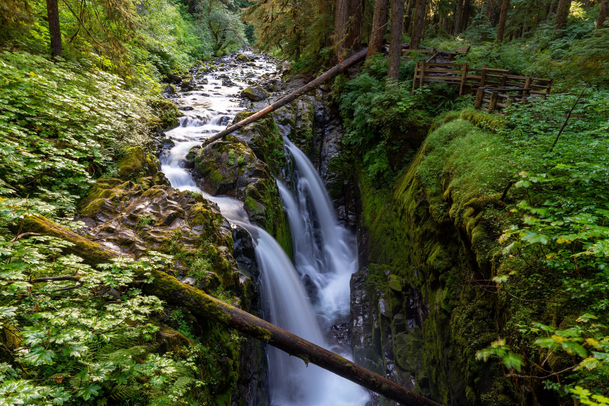 are dogs allowed in the olympic national forest