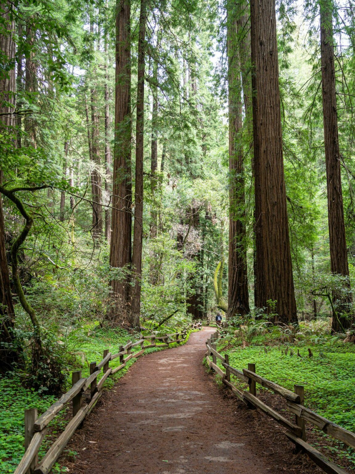 Hiking In The San Francisco Bay Area: A Complete Guide