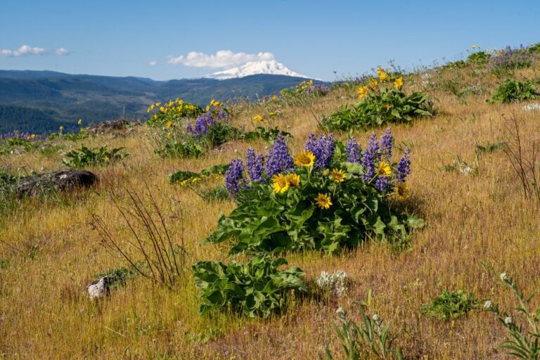 The Coyote Wall Trail: A Complete Hiking Guide