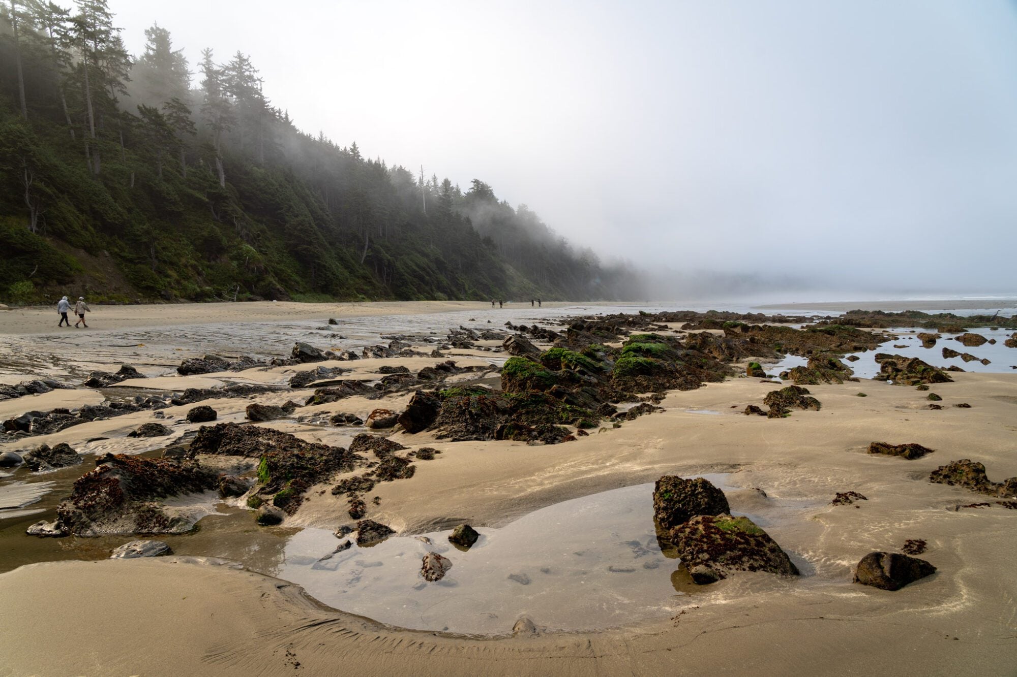 Hiking to Shi Shi Beach in Olympic National Park